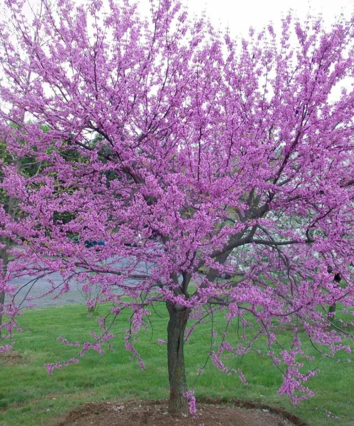 Eastern Redbud Tree - 6-12" Tall - Bare Root - Cercis Canadensis
