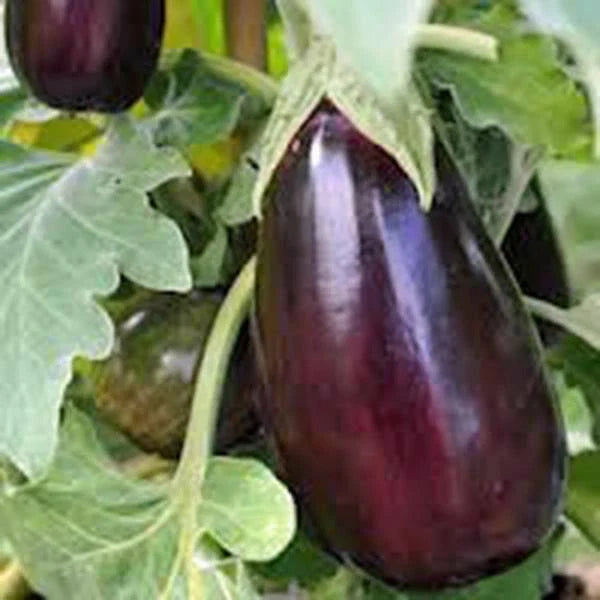 Eggplant Seeds, 50 Count, Black Beauty Heirloom, Non-GMO, Vegetable Seeds for Home Garden, Solanum melongena