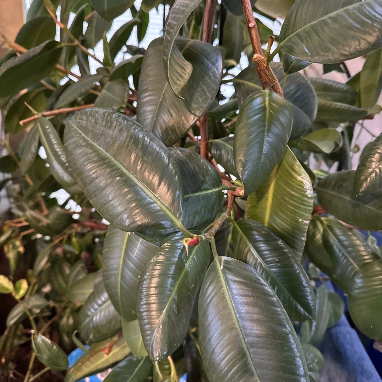 Fresh Rubber Tree Cutting for Rooting and Transplanting - Ficus elastica