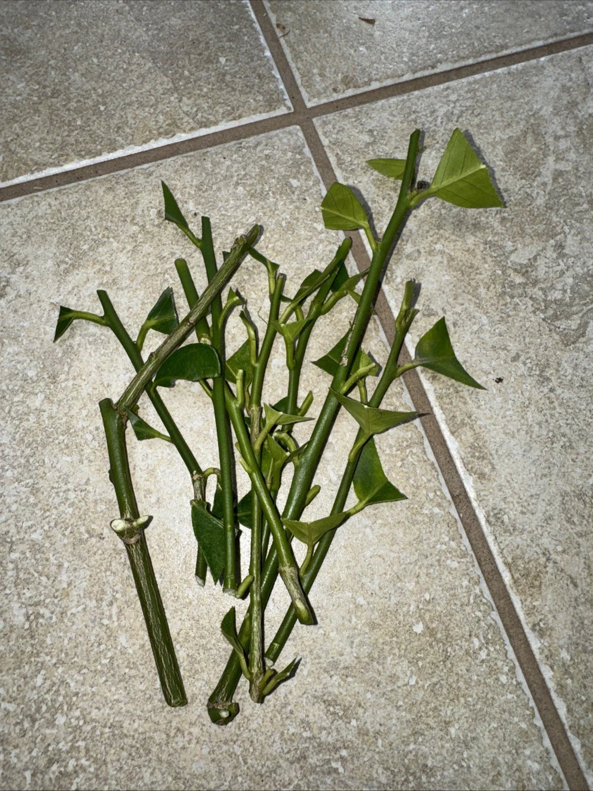 Meyer Lemon Cutting & Fukushu Changshou Kumquat Unrooted Plant Cuttings - Citrus × meyeri & Fortunella margarita