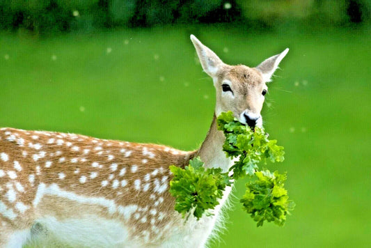 Deer Proof Native Wildflower Mix - 1 OZ+ - 15 Flowering Annuals & Perennials - Native Plant Seeds