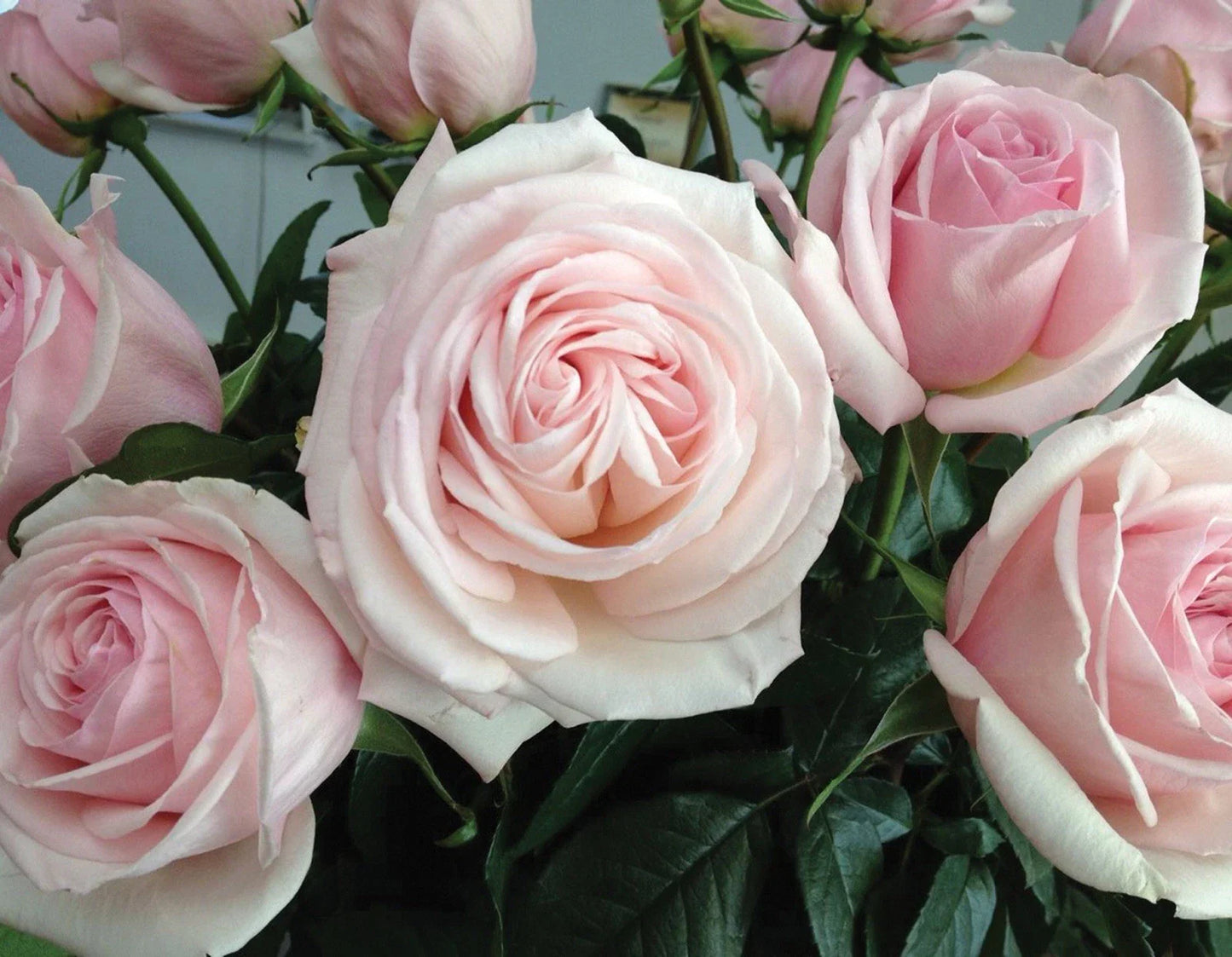 Unrooted Cuttings 6” Long, Francis Meilland Plant, Fresh Cuttings, Rosa 'Meilland'