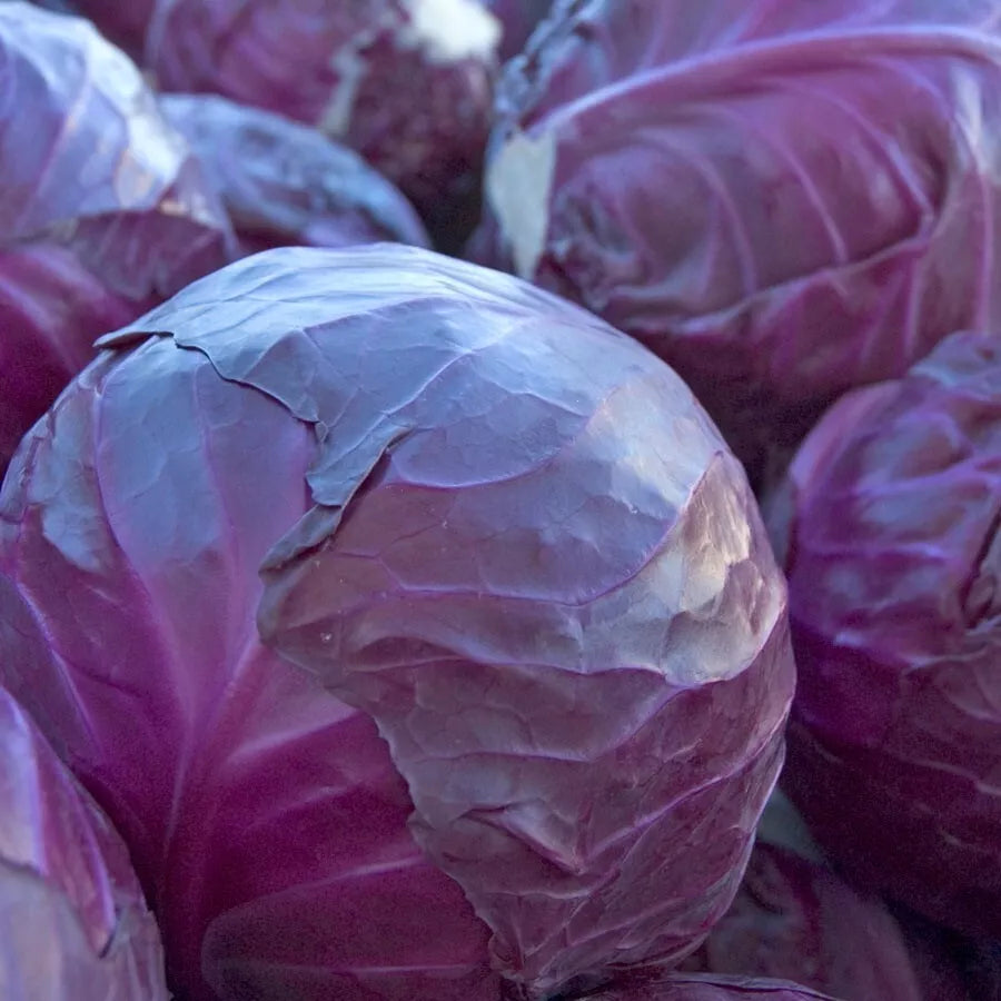 Red Acre Cabbage Seeds - 400+ Heirloom NON-GMO Fresh Seeds - Brassica oleracea