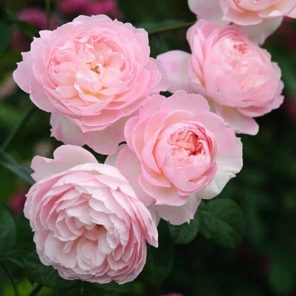 David Austin Rose Cuttings to Root (3) - Retired Varieties, Perfect for Gardening - Rosa 'David Austin'