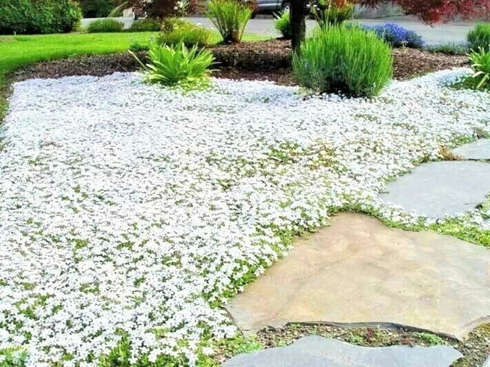 Snow in Summer Flower Seeds - 501+ Perennial Groundcover - Drought Tolerant (Cerastium tomentosum)