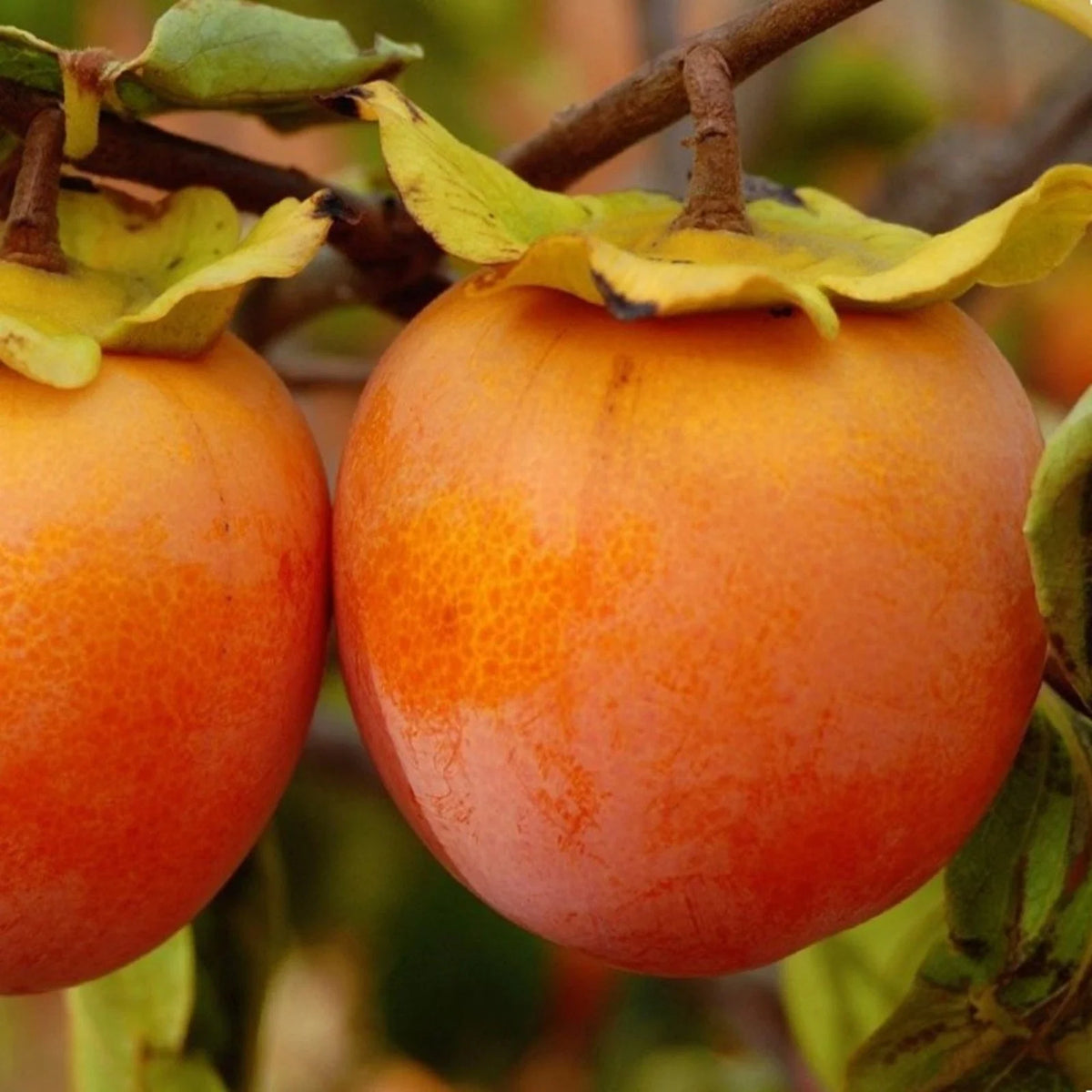 Persimmon Tree 1 ft Tall Bare Root Diospyros virginiana Fruit Tree for Food Forest Gardening - Not Shippable to CA, PR, HI