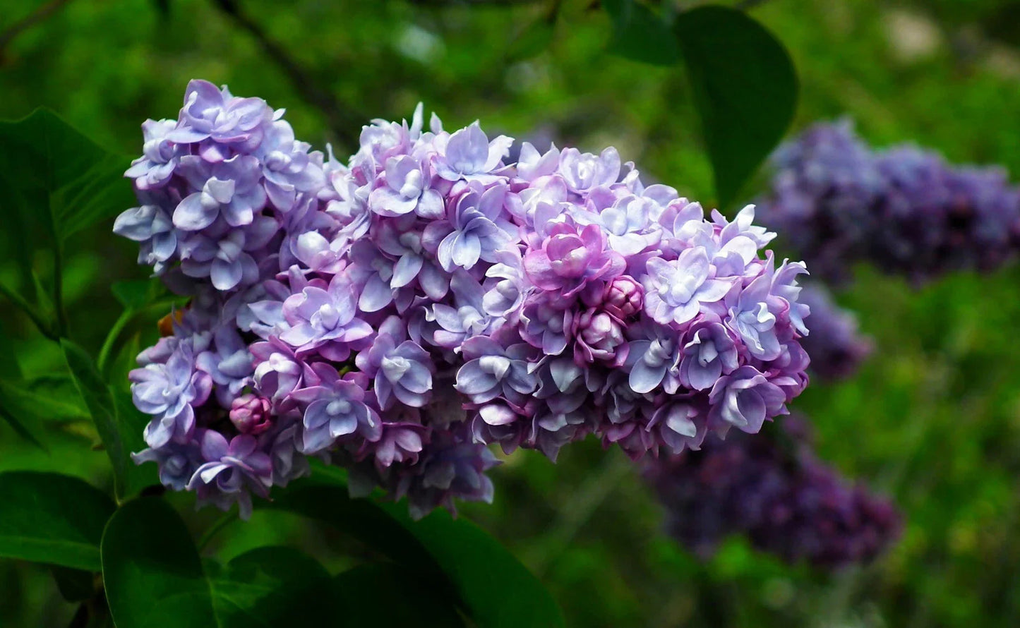 Live French Lilac Starter Plant - President Grevy Variety - Syringa vulgaris - Fragrant Purple Blooms
