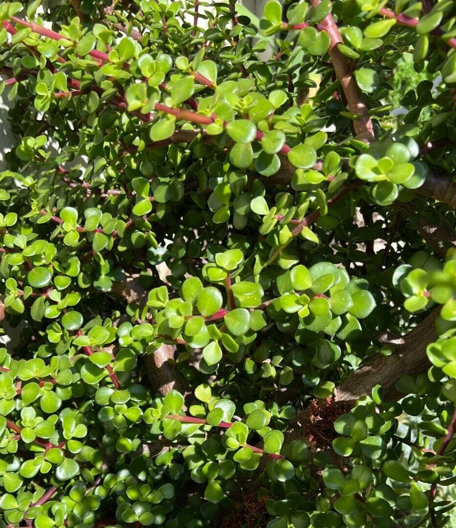 Succulent Cuttings 5 Pack - Portulacaria Afra Clippings for Home Decor or Planting