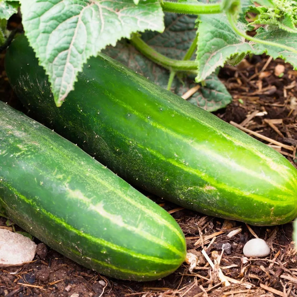 Ashley Long Cucumber Seeds - 10+ Heirloom Non-GMO Organic Seeds - Cucumis sativus