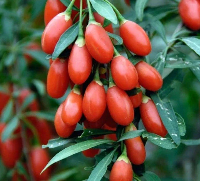 Goji Berry Seeds 25 Pack Organic Wolfberry Lycium Barbarum Exotic Superfood 2023 USA