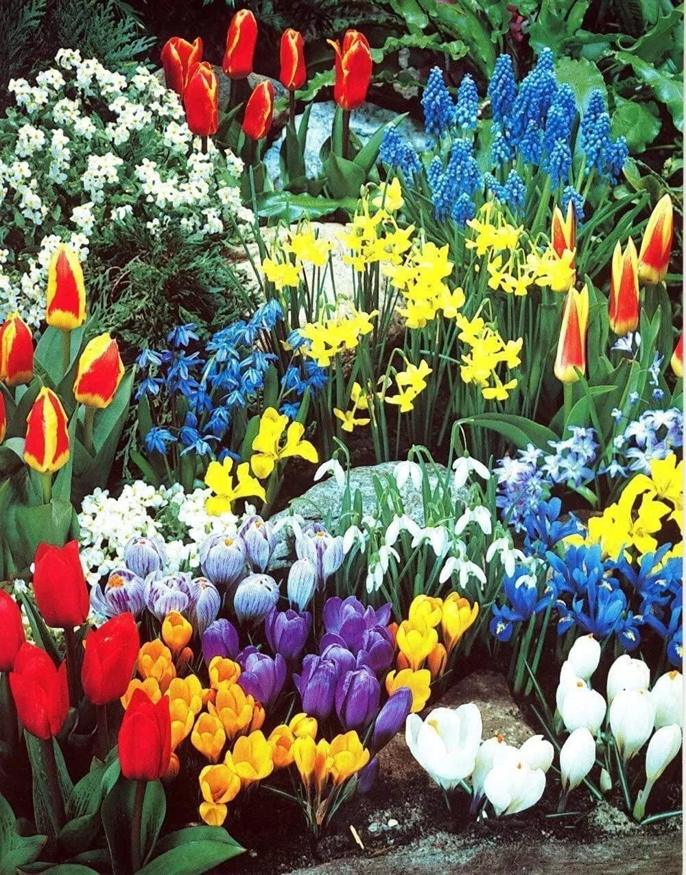 Spring Flower Garden Kit - Fall Bulbs for Planting (50 Bulbs) - Mixed Color Varieties, Ideal for Gardens & Landscapes