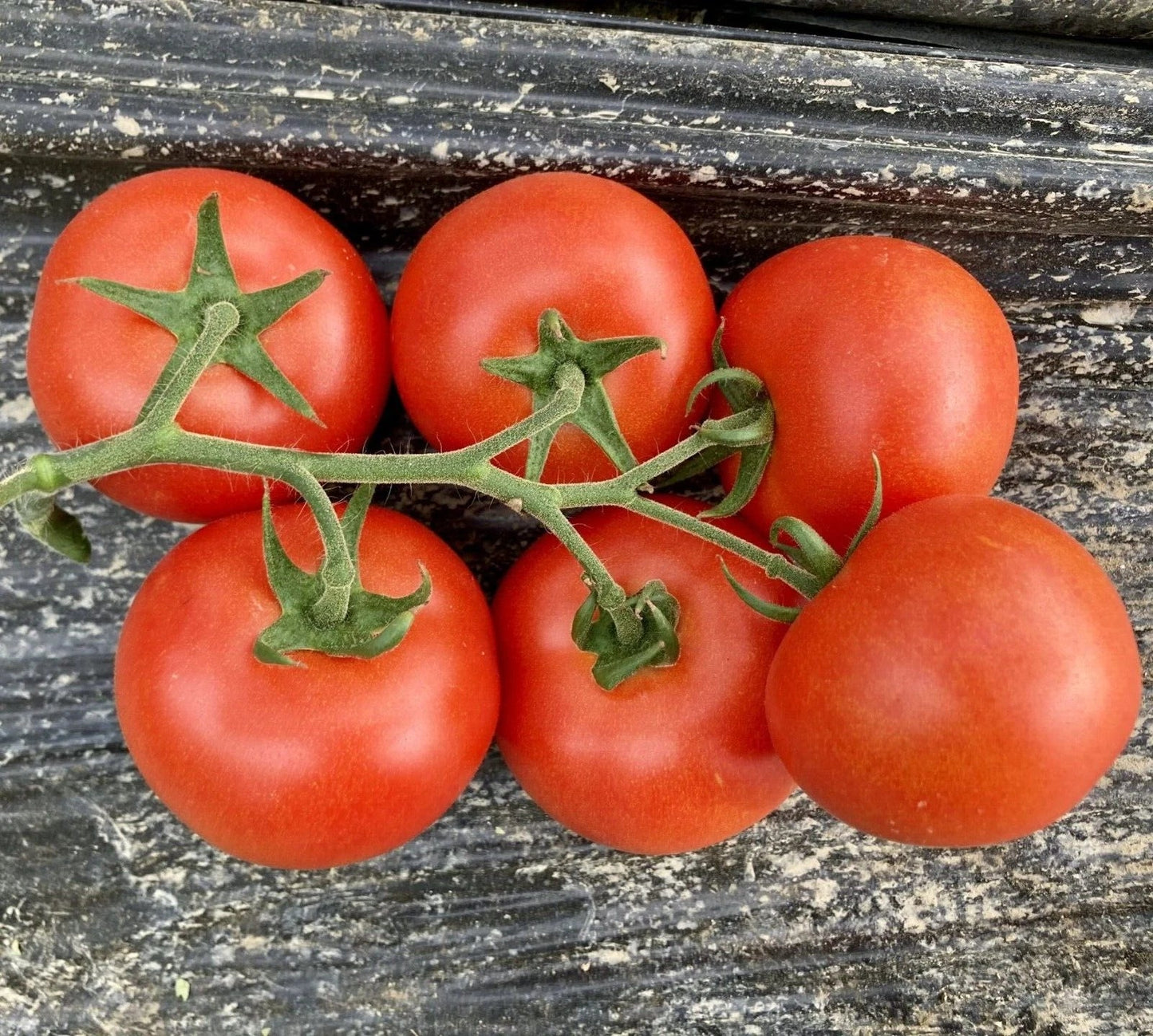 Fresh Serrat Cluster Tomato Seeds - 25 Quality Newly Harvested Seeds - Solanum lycopersicum
