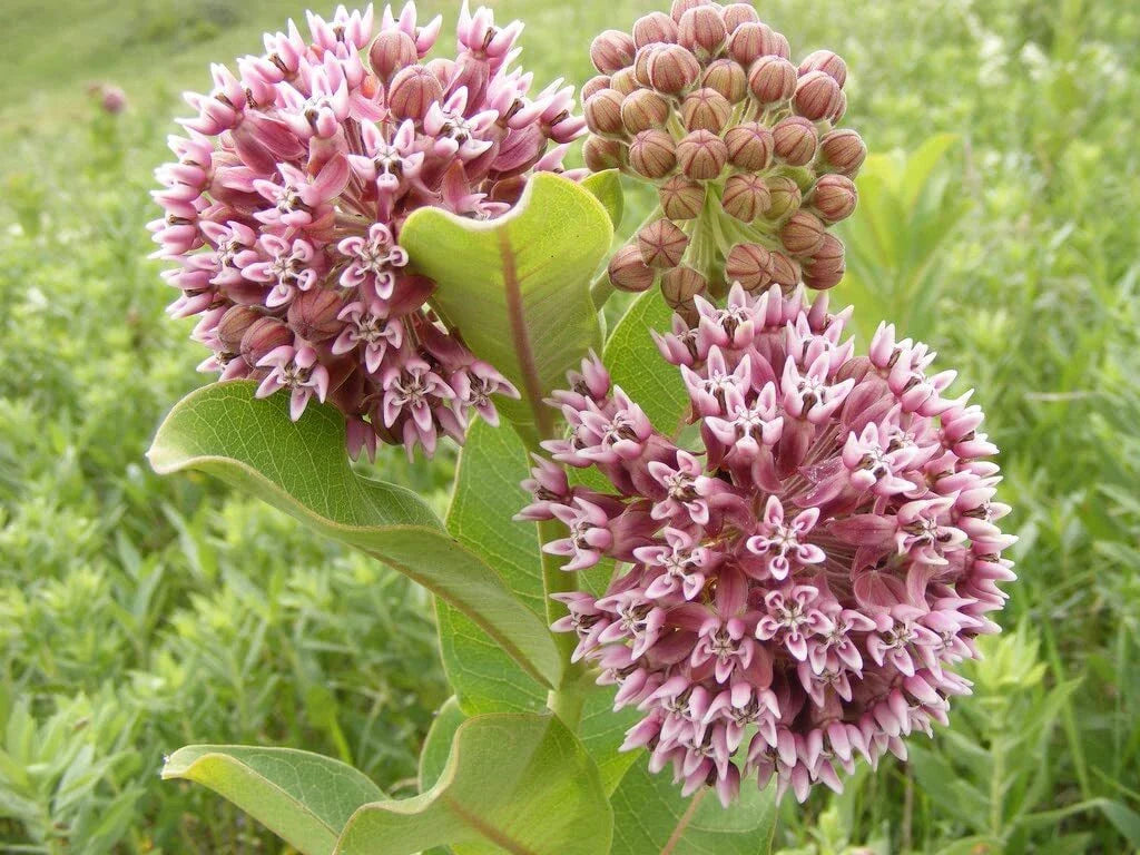 Common Milkweed Seeds - 100 Count - Asclepias syriaca - Native Pollinator Friendly Planting Seeds