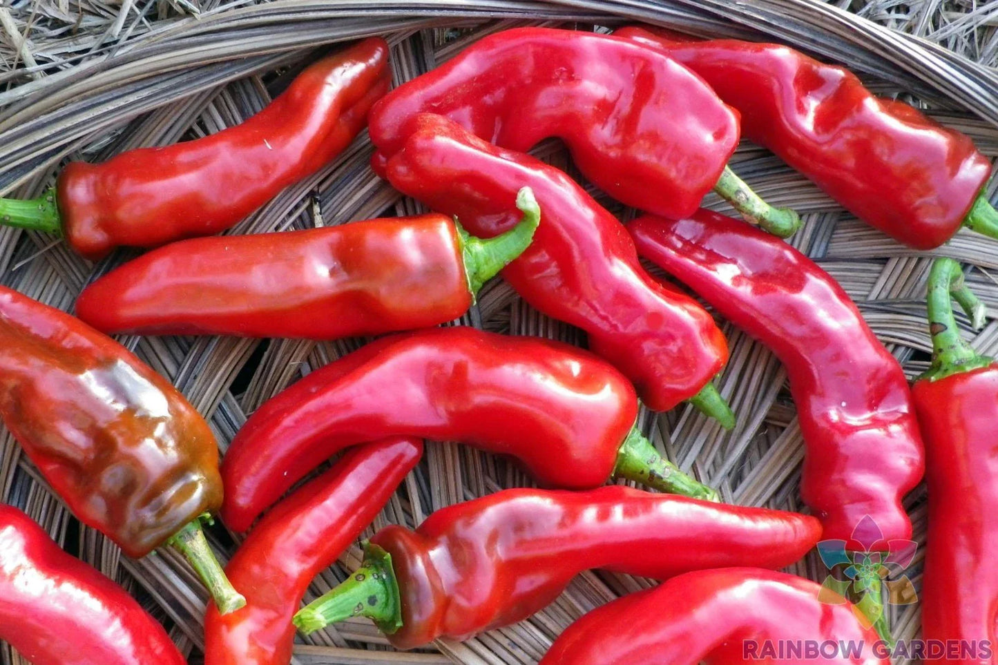 Melrose Sweet Pepper Seeds - 25+ Pack for Garden Planting - Capsicum annuum - USA Grown - Free Shipping