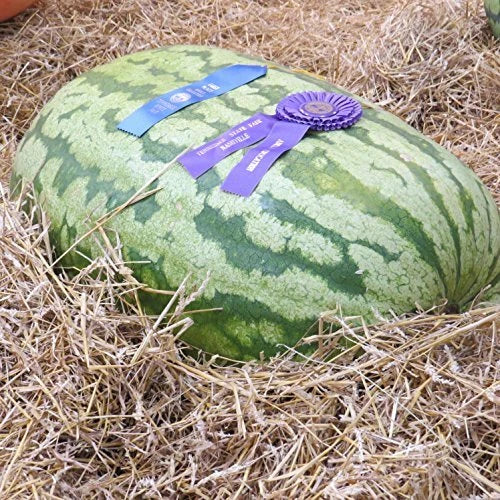 Carolina Cross Watermelon Seeds | Heirloom Non-GMO | 1046 Variety for Home Gardening