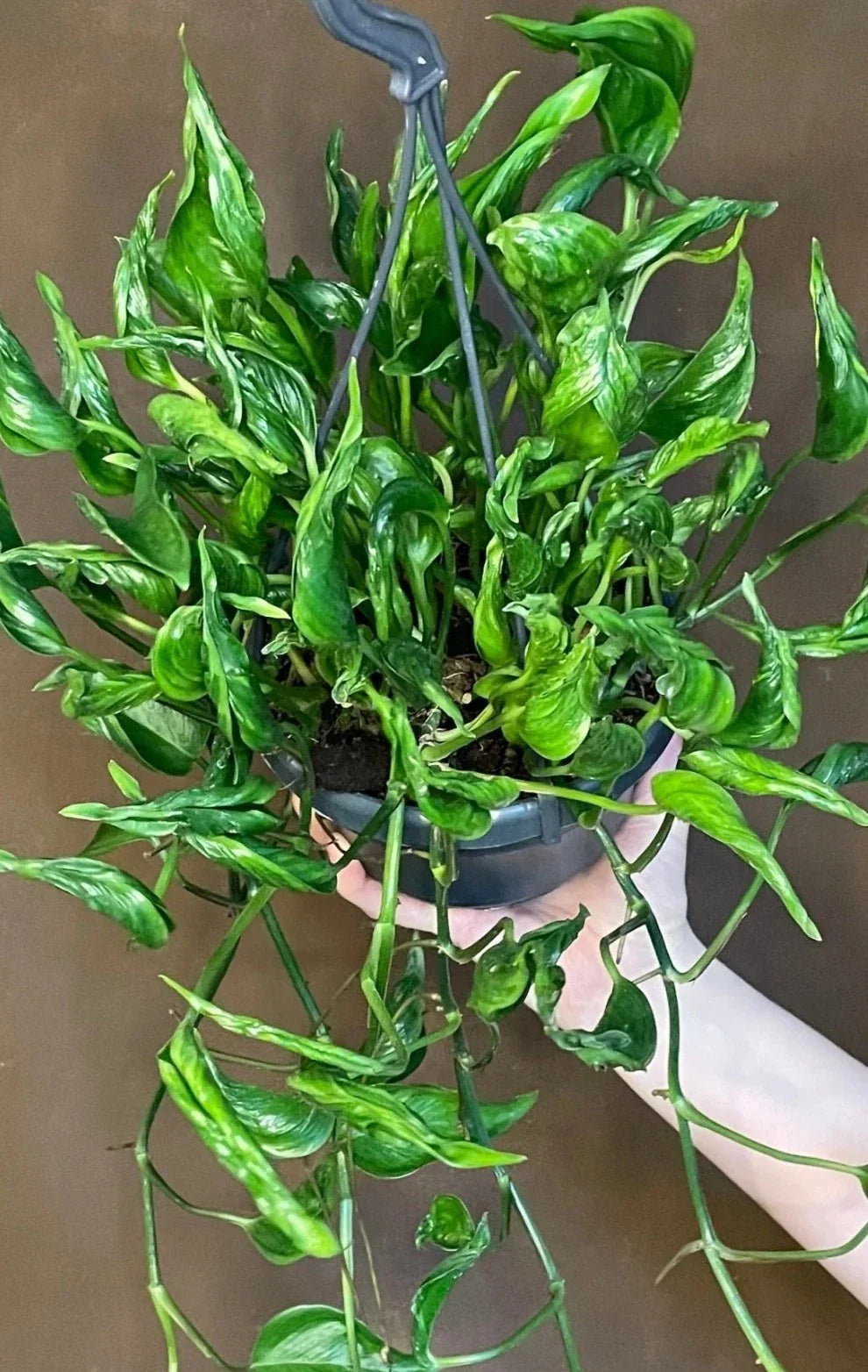 Shangri La Pothos Cuttings - 3 Fresh Cuttings, Epipremnum aureum, No Roots, Indoor Plant Decor