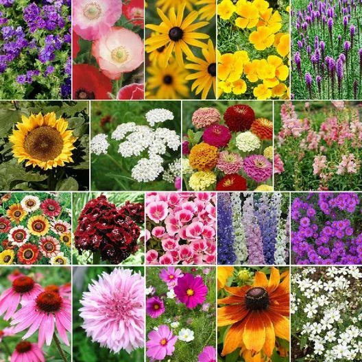 Wildflower Seeds - 500 Heirloom Non-GMO Late Bloomer Mix - 19 Flower Species for Fall Garden, Wildflower Garden Seeds