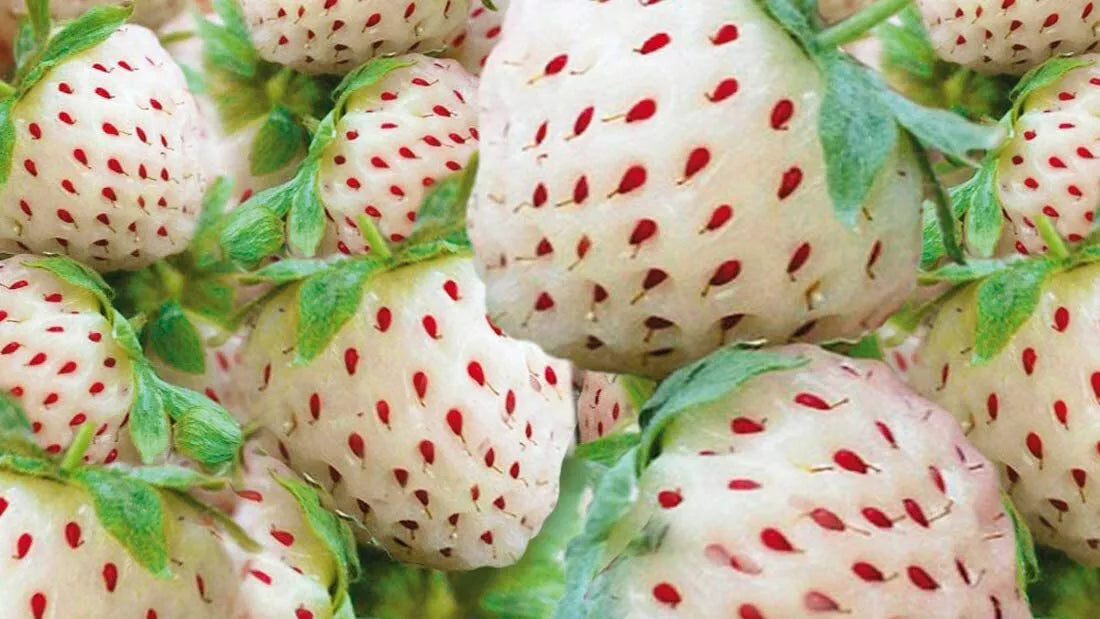 White Strawberry Seeds - 200+ Seeds - White Pineberry - Non-GMO, Made in USA