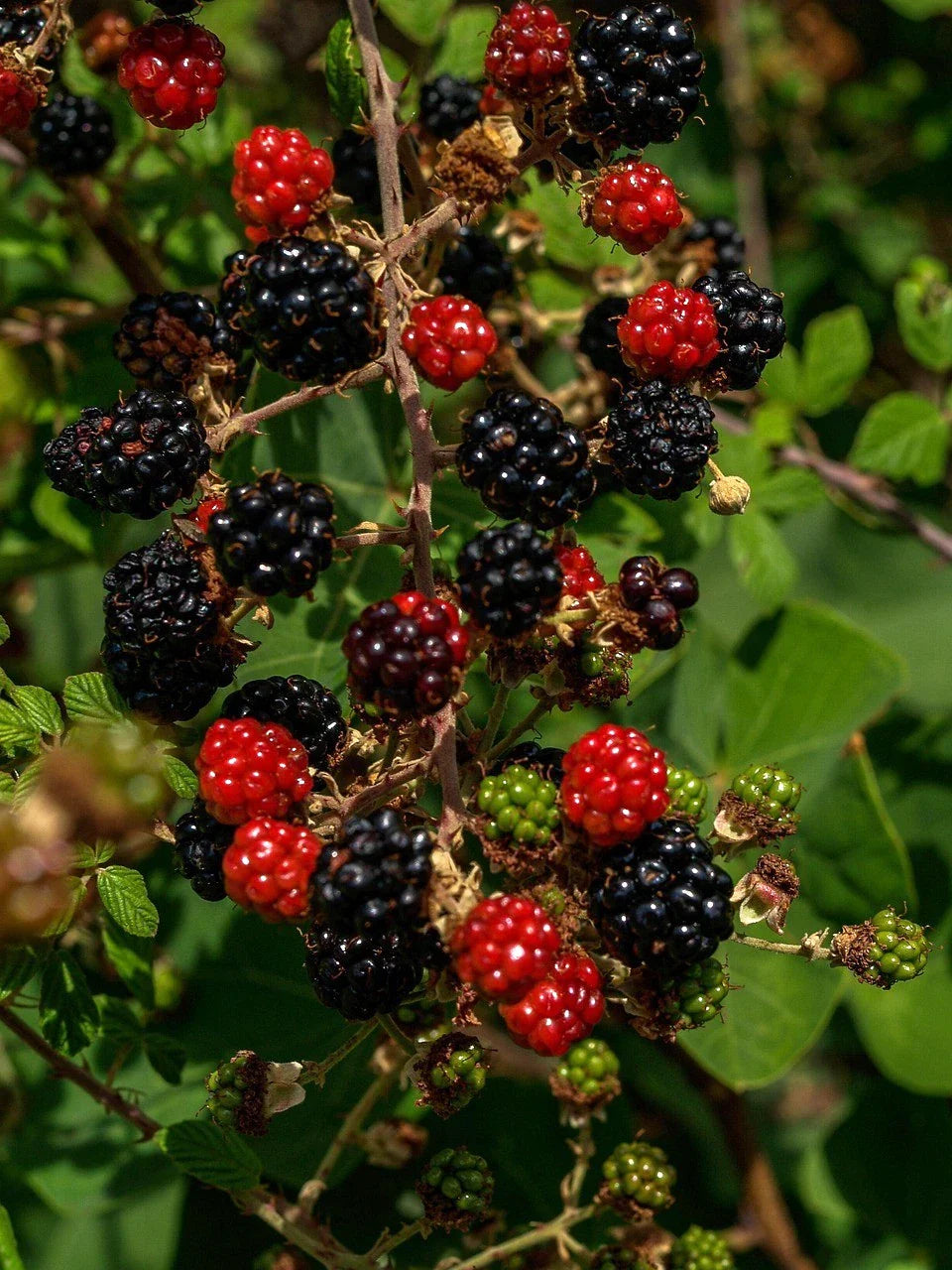 Organic Thornless Blackberry Cuttings - 6" Un-Rooted - 4 Count - Rubus fruticosus