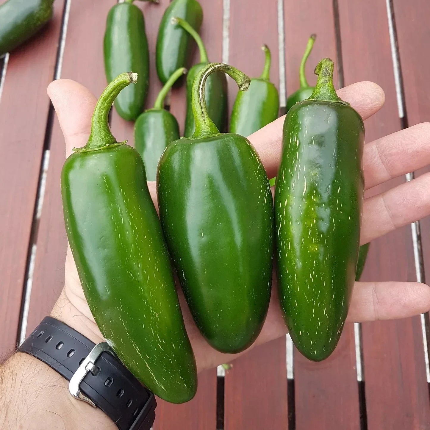 Mammoth Jalapeno Hot Pepper Seeds - 100 Organic Non-GMO Seeds - Capsicum annuum