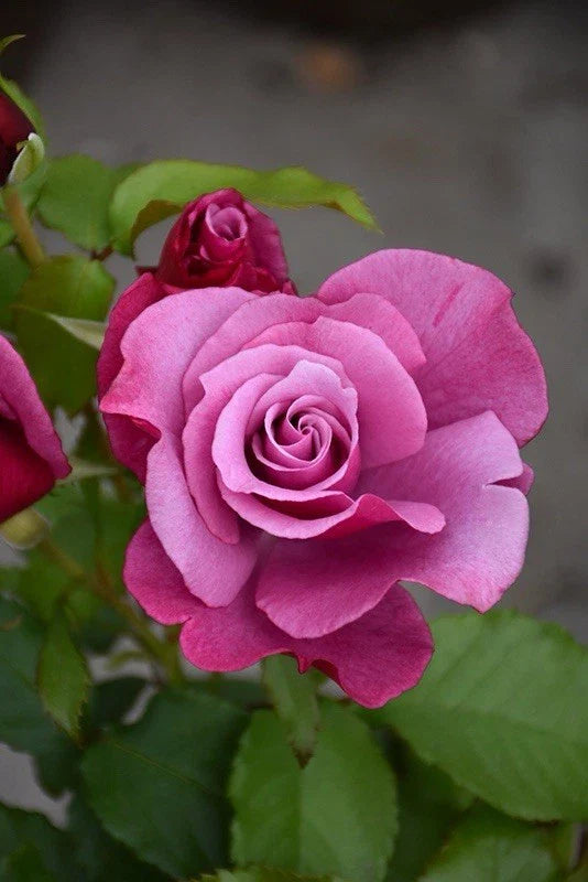 Fragrant Rose Cuttings - Barbra Streisand Variety - Rosa 'Barbra Streisand' - Three Premium Cuttings for Garden Planting