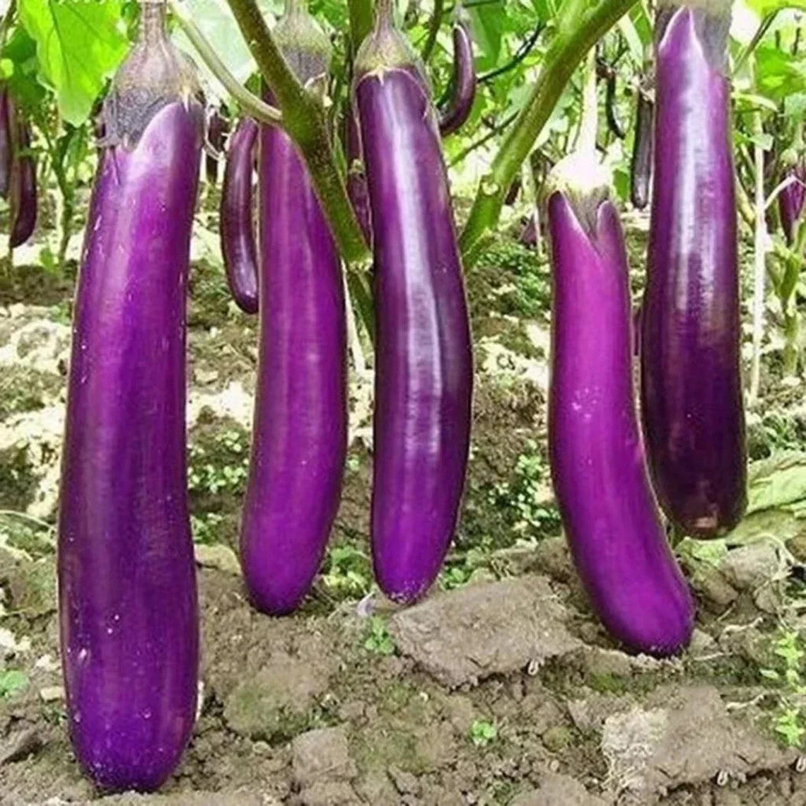 Long Purple Eggplant Seeds - Heirloom Variety - Solanum melongena - Organic Non-GMO Gardening