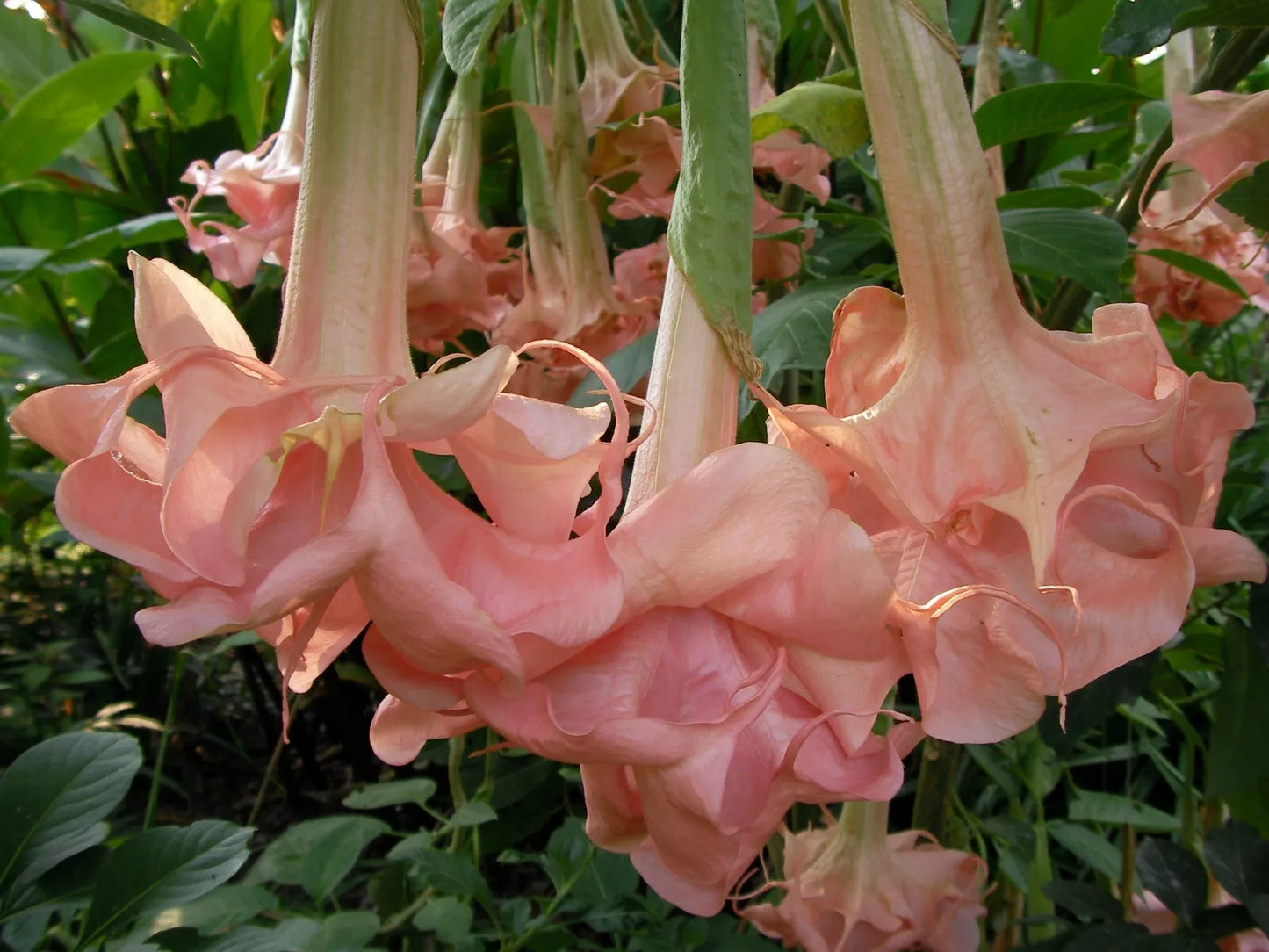 Evelyn Rose Angel Trumpet Seeds - 10 Brugmansia Datura Seeds - USA Seller