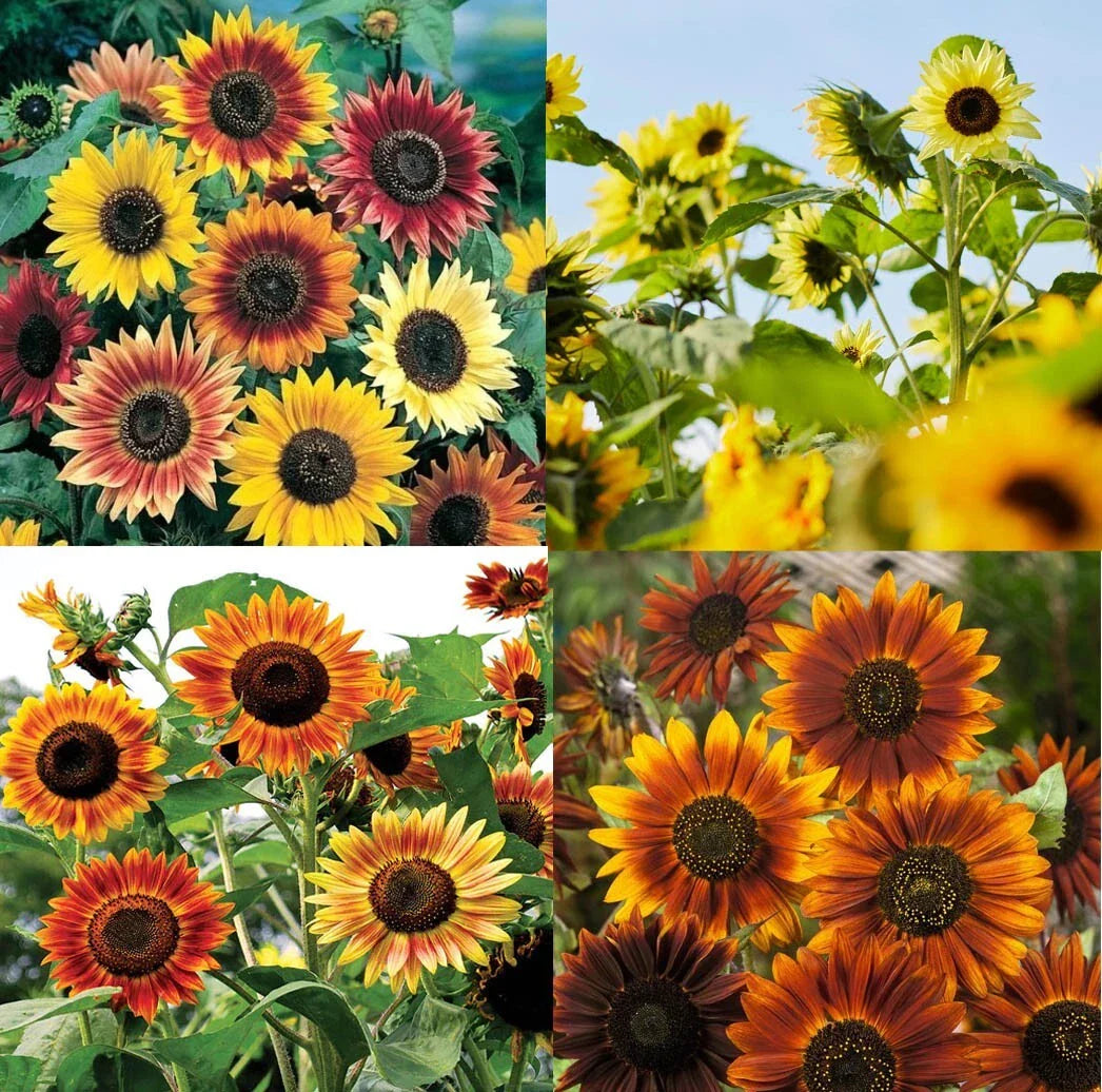 Tall Sunflowers Seeds - Mixed Colors - Branching Variety for Bees & Finches - 250 Seeds - Helianthus Annus