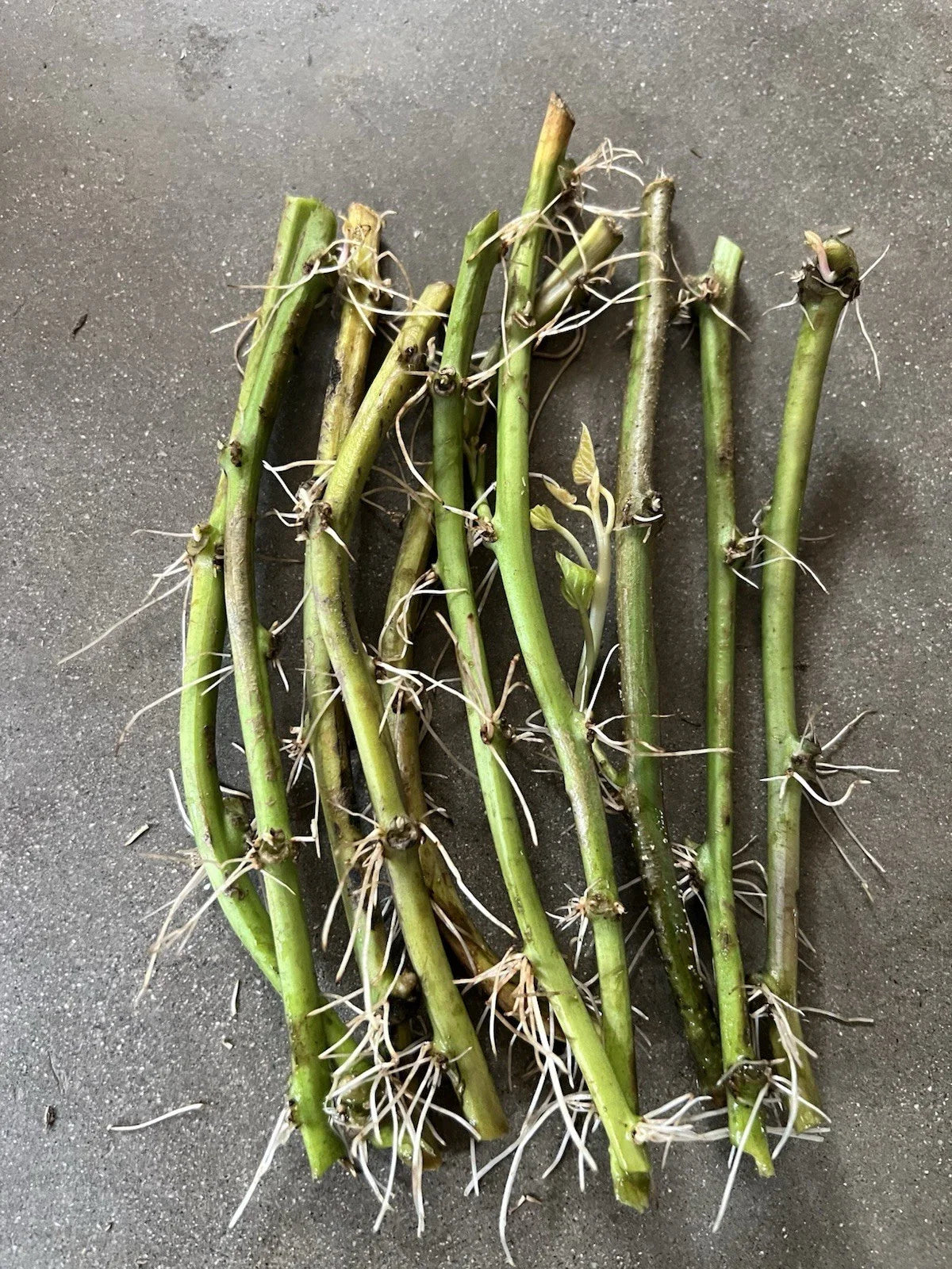 Rooted Sweet Potato Cuttings - 10 Vines Ready to Plant - Ipomoea batatas