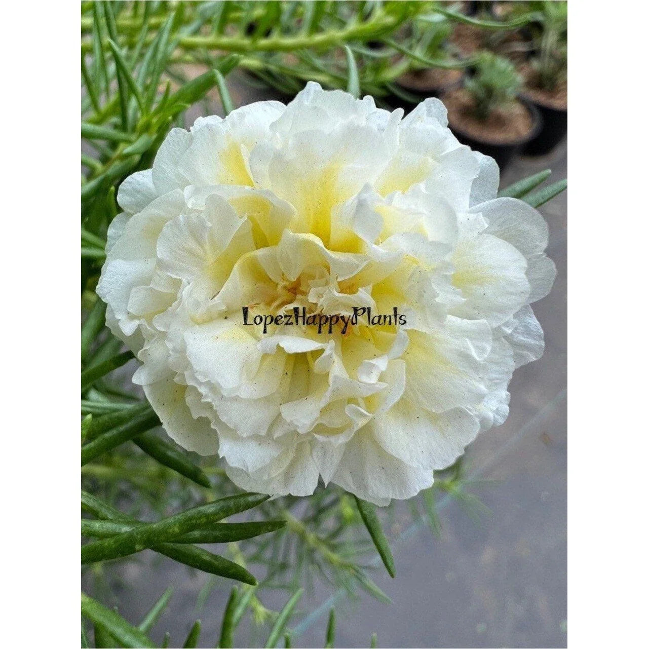 Unrooted Cuttings - SPEARMINT Color - Portulaca grandiflora - Succulent Plant Cuttings for Gardening and Propagation