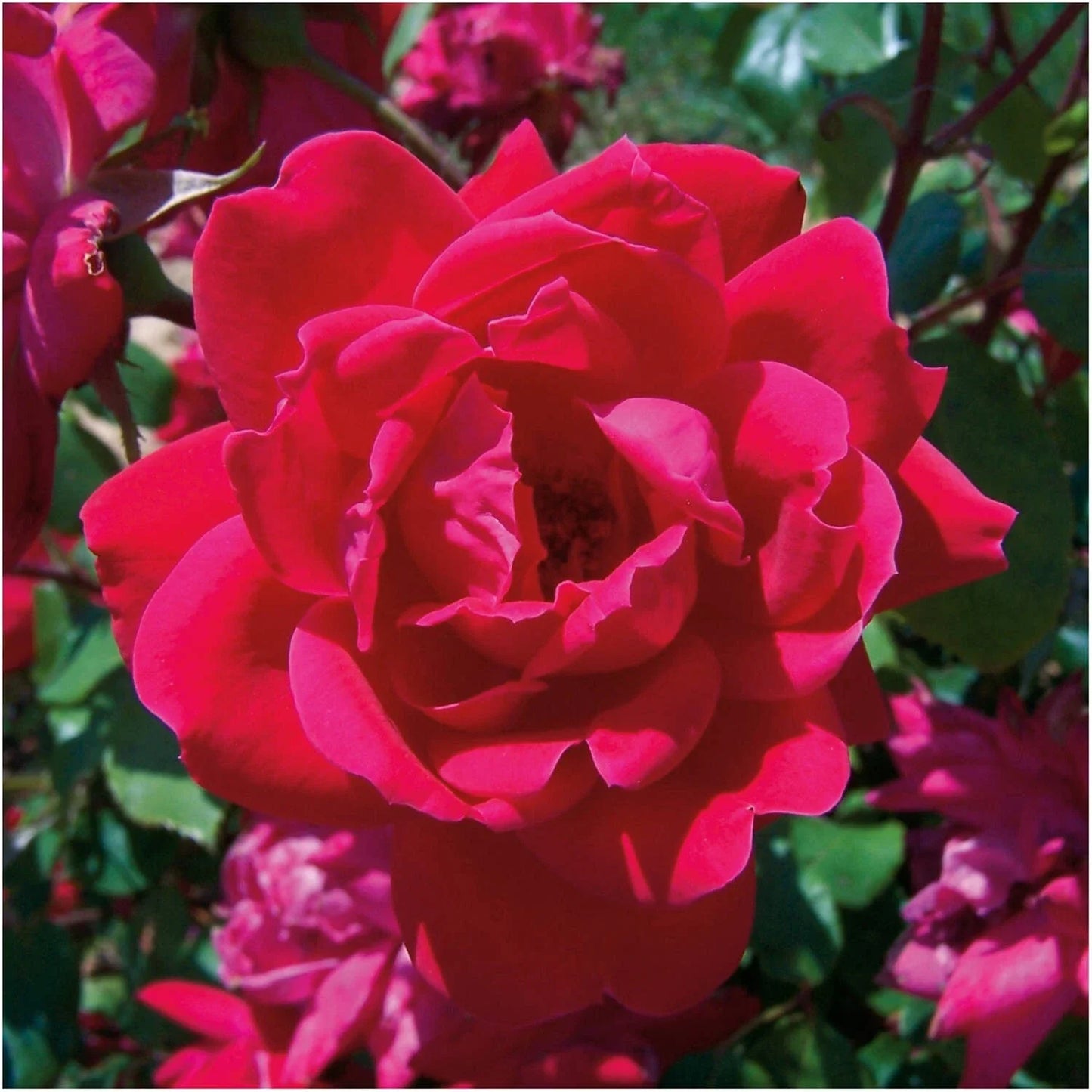 Rose Bush Cuttings 6" KNOCK OUT RED Unrooted Live Flowering Shrub Rosa spp.