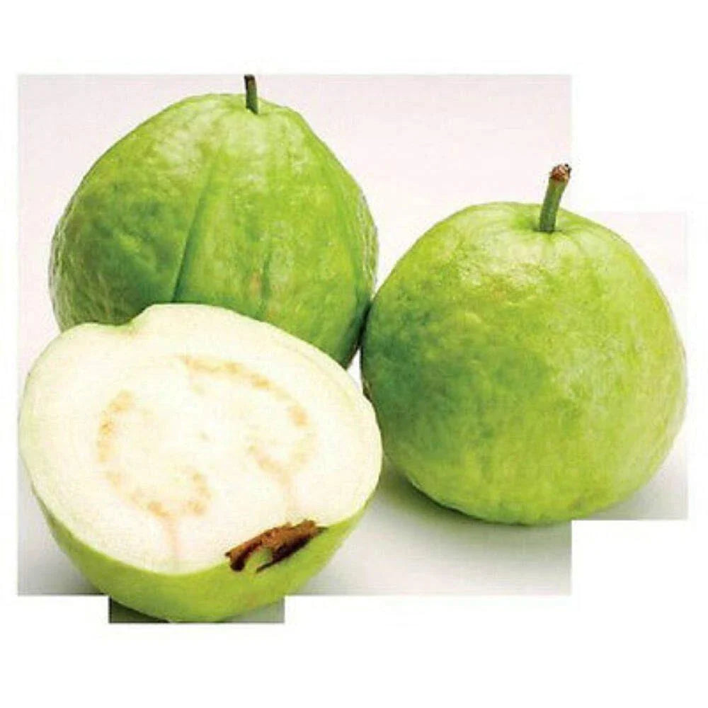 Guava Seeds 15 Pack White Tropical Fruit Psidium Guajava Edible Guayaba Plant