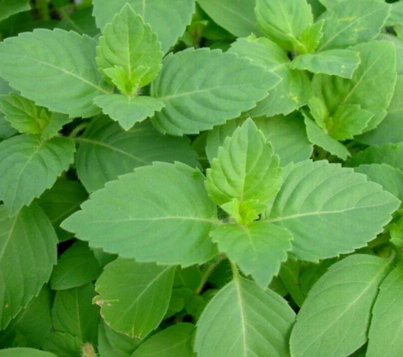 Tulsi Basil Seeds 200+ Green Leaf Holy Basil (Ocimum sanctum) Herb for Garden, Non-GMO, Organic