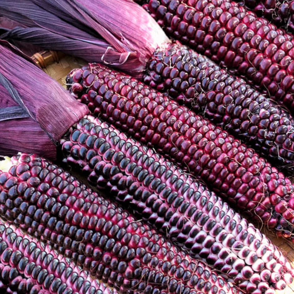 Double Red Sweet Corn Seeds | Purple Husk Stalk Indian Ornamental Dent Seed | Zea mays