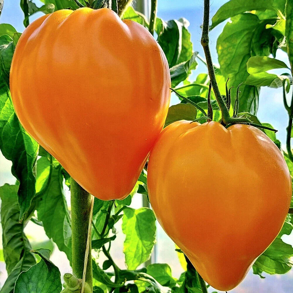 Orange Oxheart Tomato Seeds - 10+ Heirloom Organic Seeds, Rare Variety - Solanum lycopersicum