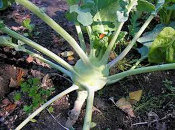 Kohlrabi Seeds, Early White Vienna, Heirloom, Non-GMO, 100 Seeds - Brassica oleracea var. gongylodes