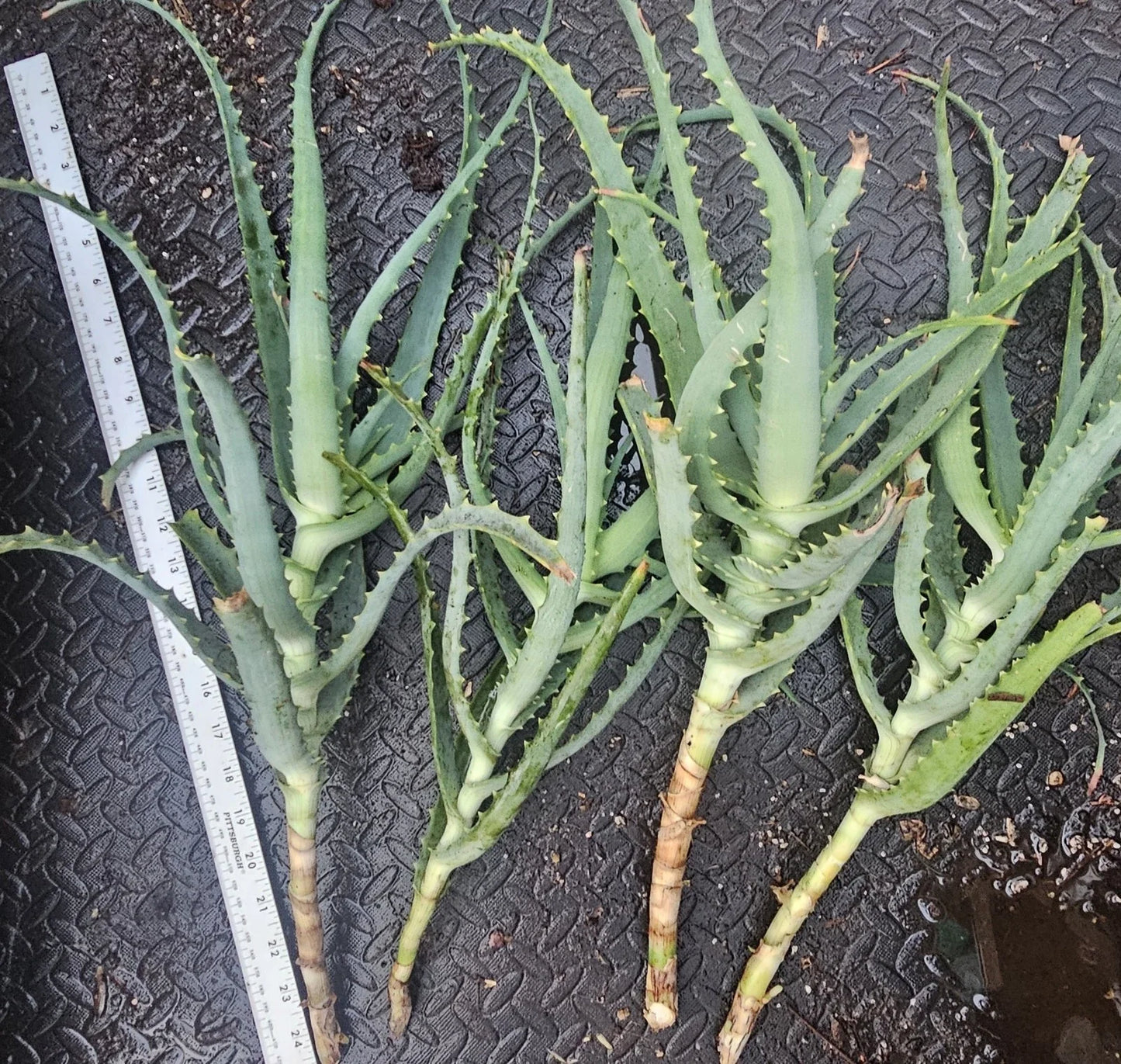 Aloe Arborescens Cuttings - 4 Healthy Aloe Vera Plant Cuttings for Propagation - Succulent Gardening Supplies