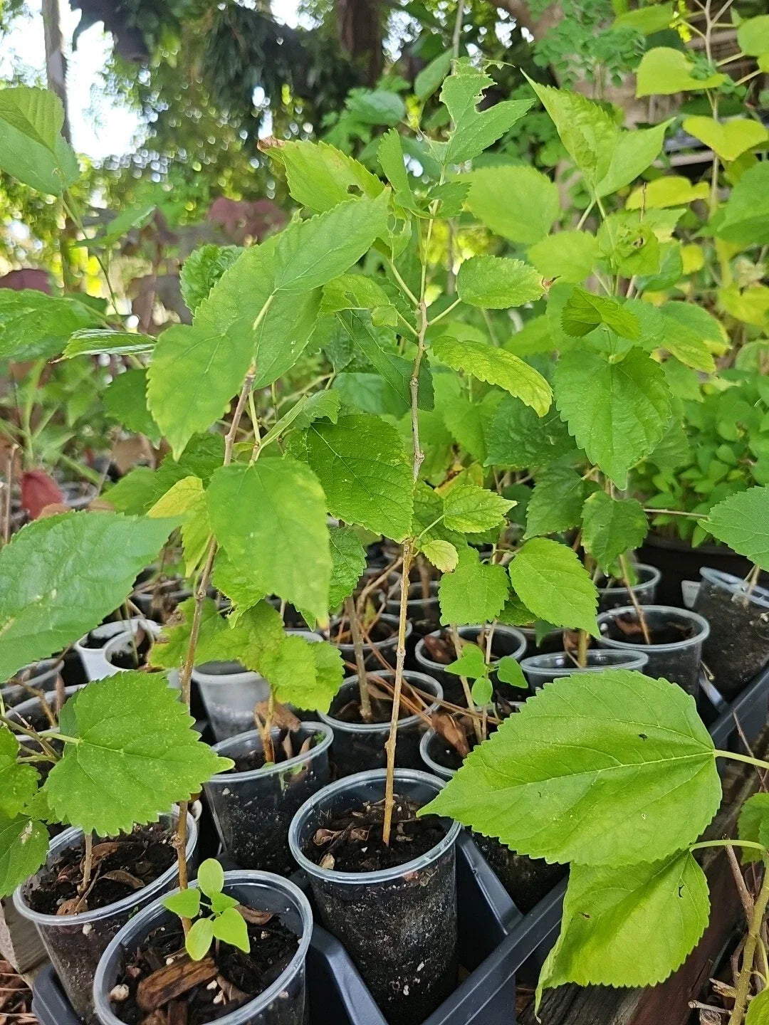 Dwarf Black Mulberry Plant 10" Everbearing Organic Morus Nigra Well Rooted Live Plant