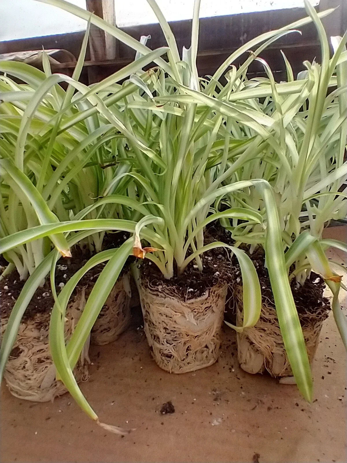 Curly Spider Plant Plugs, 2 Well-Rooted Seedlings, Variegated Green/White Leaves, Chlorophytum comosum