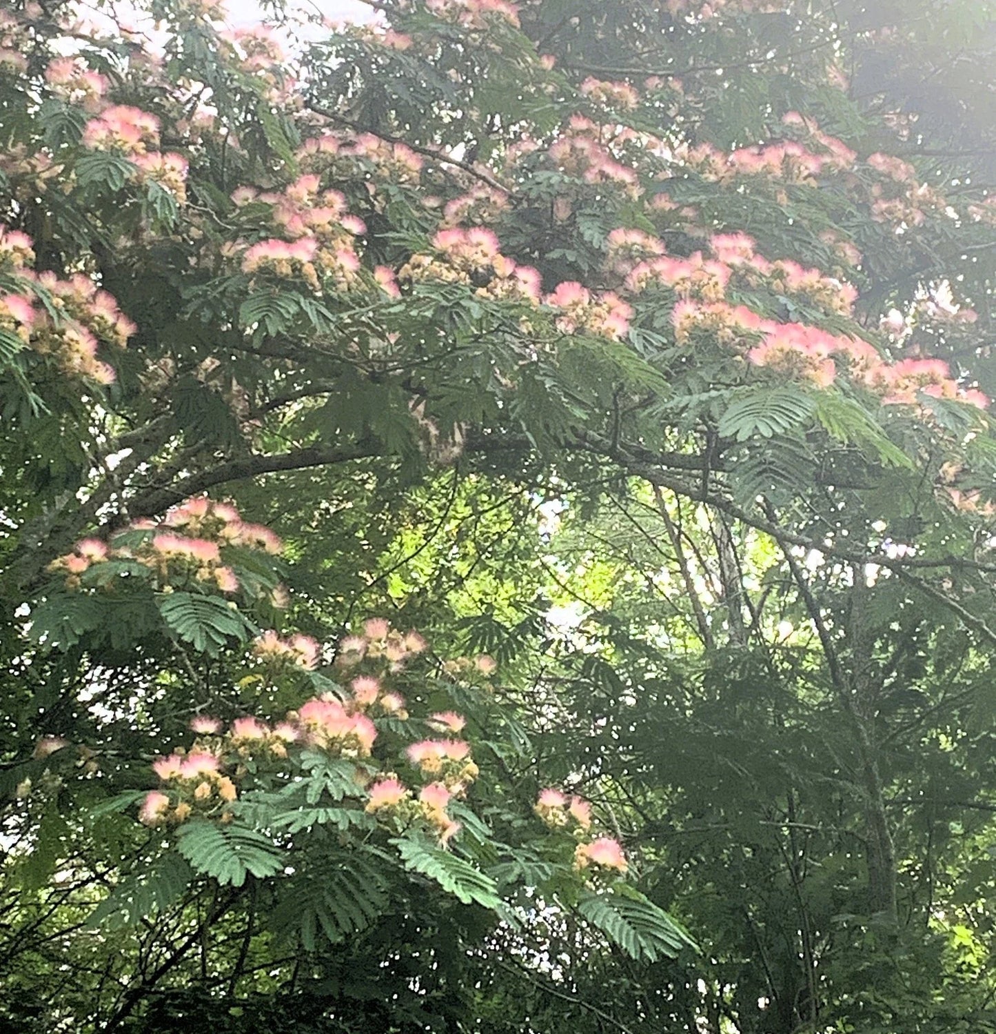 Pink Mimosa Tree Cuttings - Qty 5 (8-10”) - Albizia Julibrissin - Persian Silk Tree - Fast Growing Garden Plant