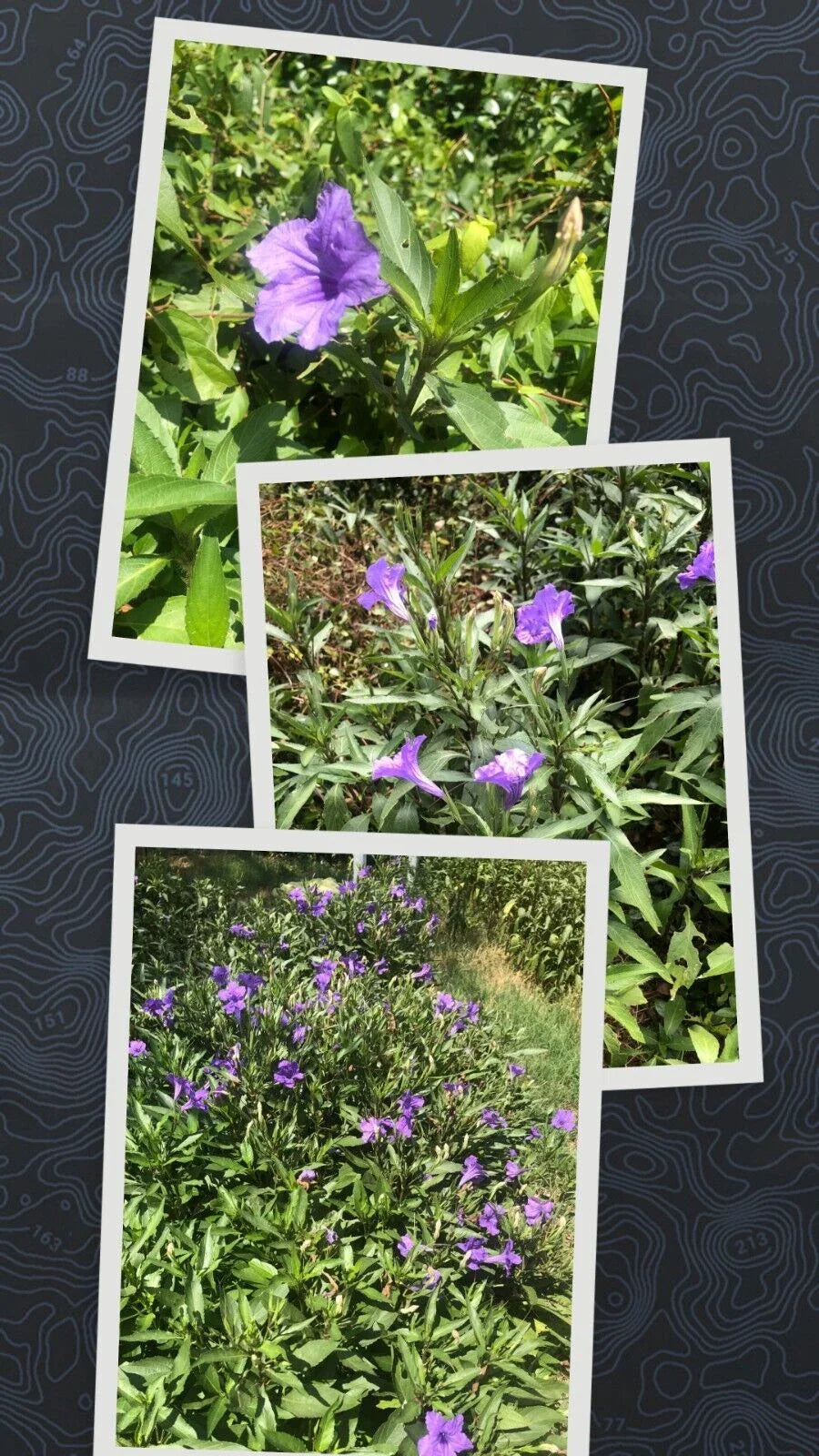 Live Bare Rooted Mexican Petunia Plants - 10 Pack - Ruellia Simplex - Vibrant Purple Flowers