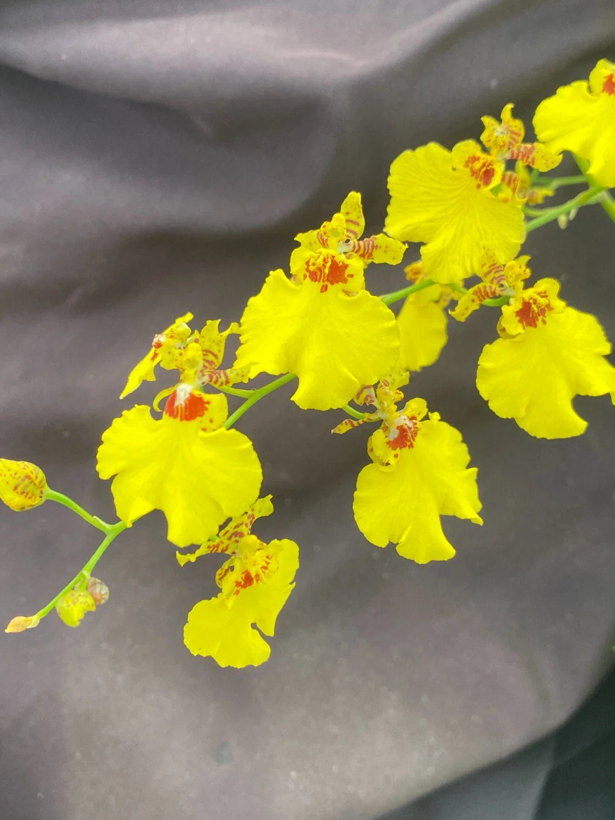 Dancing Lady Orchid Plant in 2.5" Pot, Oncidesa Gower Ramsey, Vibrant Blooms, Exotic Houseplant