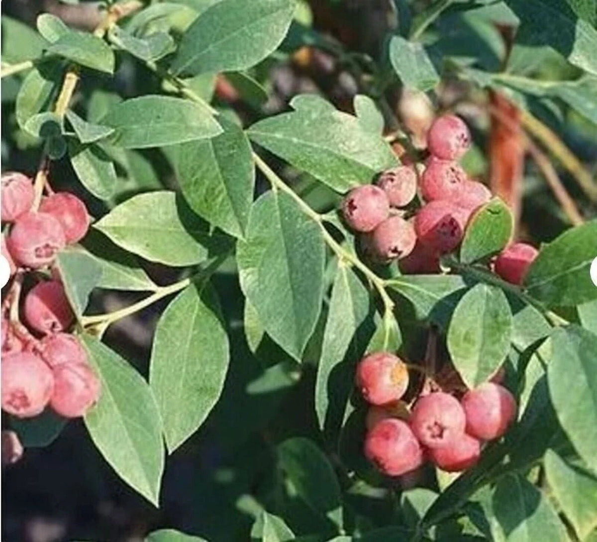 Florida Rose Blueberry Plant - 10" Edible Fruit - Vaccinium spp. - Rabbiteye Hybrid, Pink Berries, Self-Fertile, Early Harvest