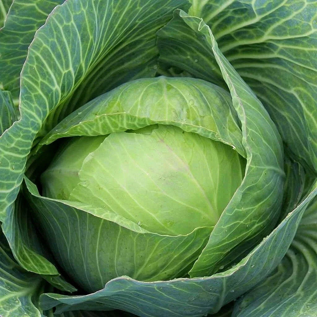 Golden Acre Cabbage Seeds, NON-GMO, Multiple Sizes, Brassica oleracea, Free Shipping