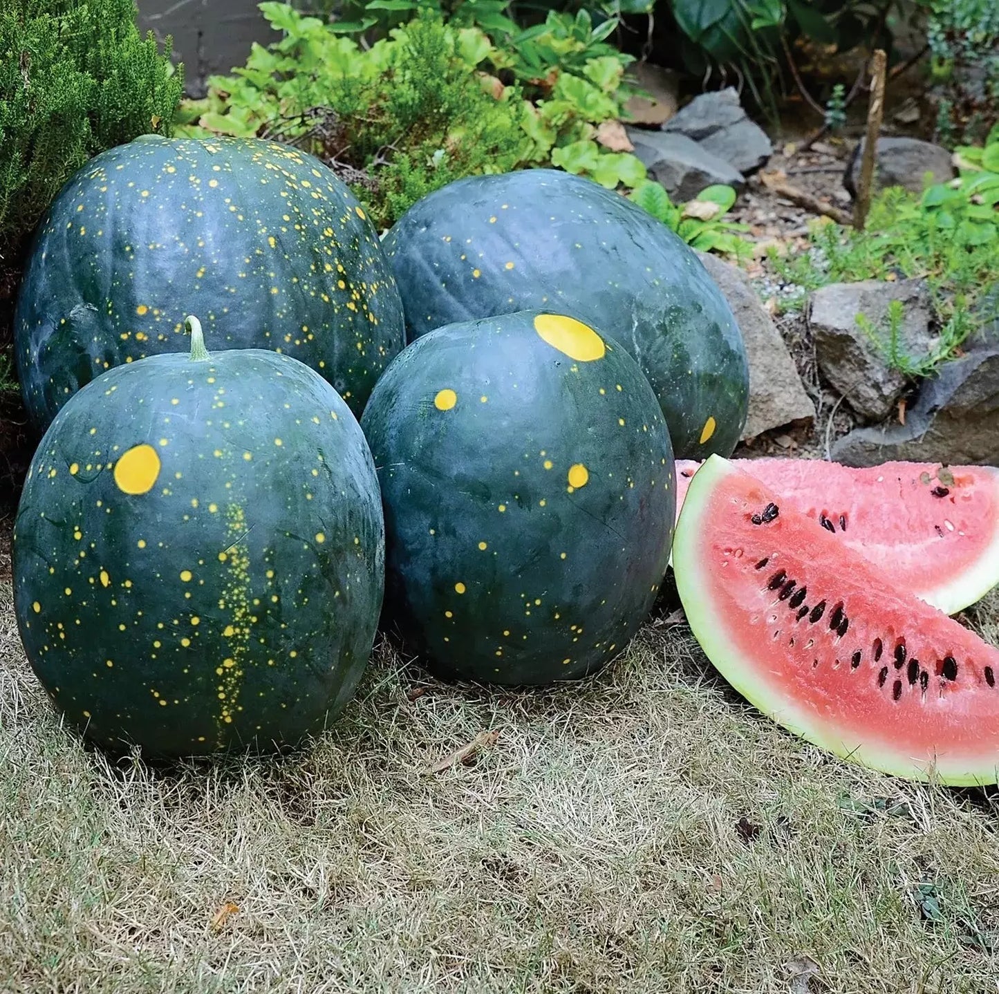 Moon and Stars Red Watermelon Seeds - Heirloom Organic NON-GMO - 40 Seeds - Citrullus lanatus