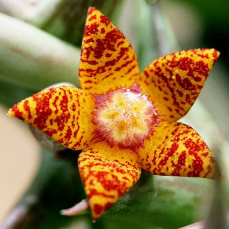 Orbea Schweinfurthii Plant in 3.5" Pot - Orange Carrion Flower - Well Rooted Succulent, Unique Indoor Plant