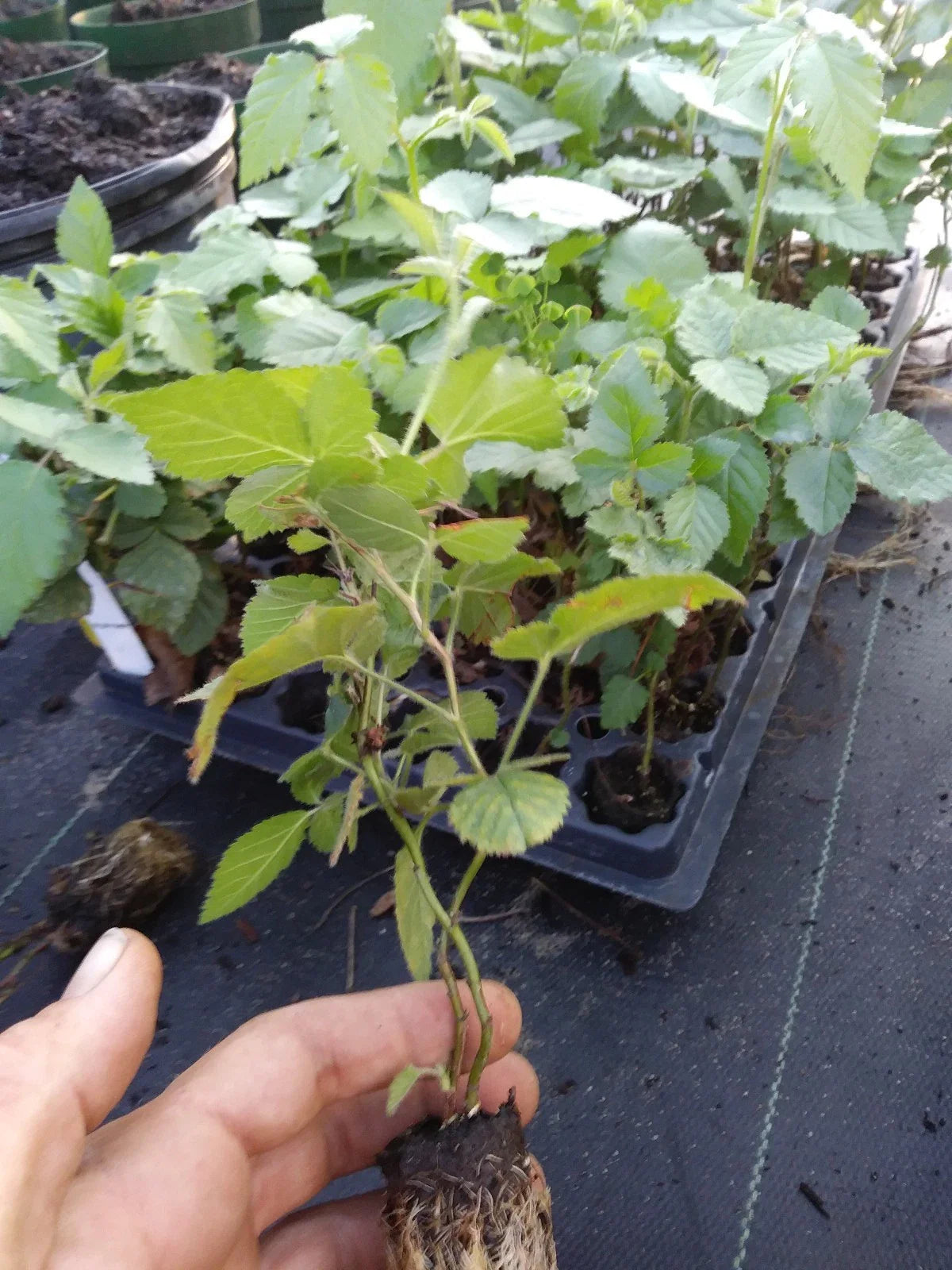 3" Thornless Blackberry Plant - Sweetie Pie Variety - Non-GMO, Pesticide-Free - Rubus fruticosus