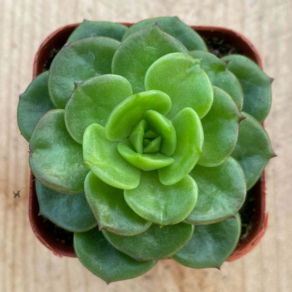 Rare Sedeveria 'Rolly' Succulent Plant in 2" Pot for Wall Decor, Indoor Plant, Low Maintenance, Unique Home Decor