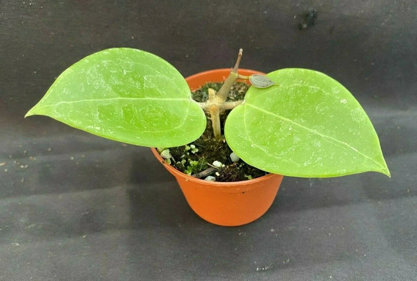 Rare Hoya sp. 33 AP 1054 Rooted Plant 2.5" Pot