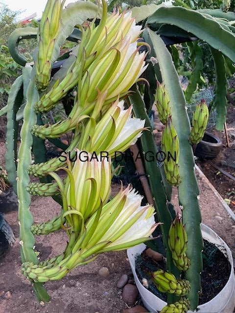 Dragon Fruit Cuttings 8"-12" Varieties - Hylocereus spp.